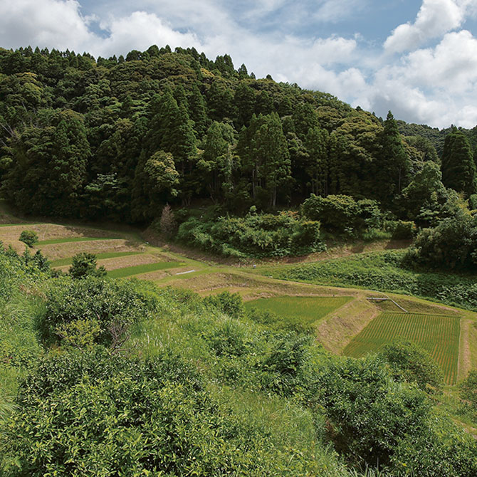 Abandoned agricultural land