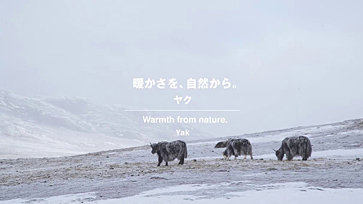 Warmth from nature. Yak