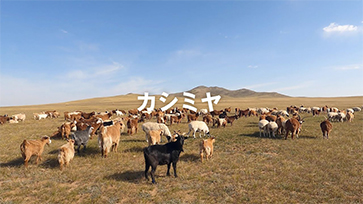 Warmth from nature : mongolian cashmere